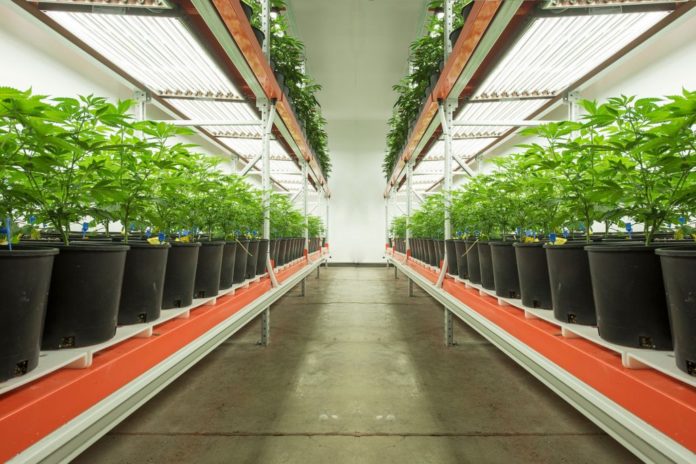 indoor cannabis grow with plants lined on industrial racks