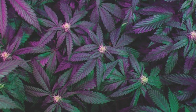 Beautiful marijuana plants. Image courtesy of Wendy McCormick, https://wendymccormick.com/