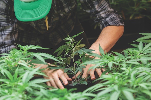 Jonathan Valdman examines marijuana plants.