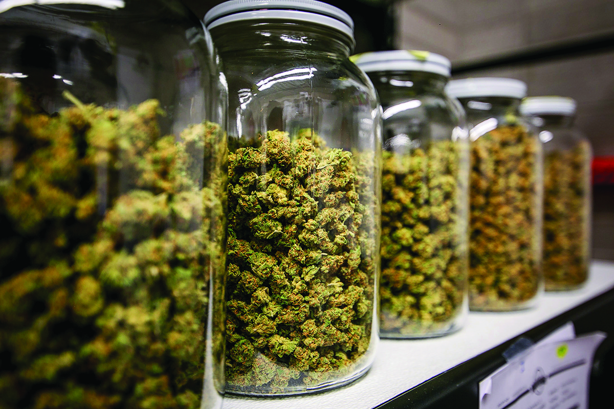 доставка семян марихуаны