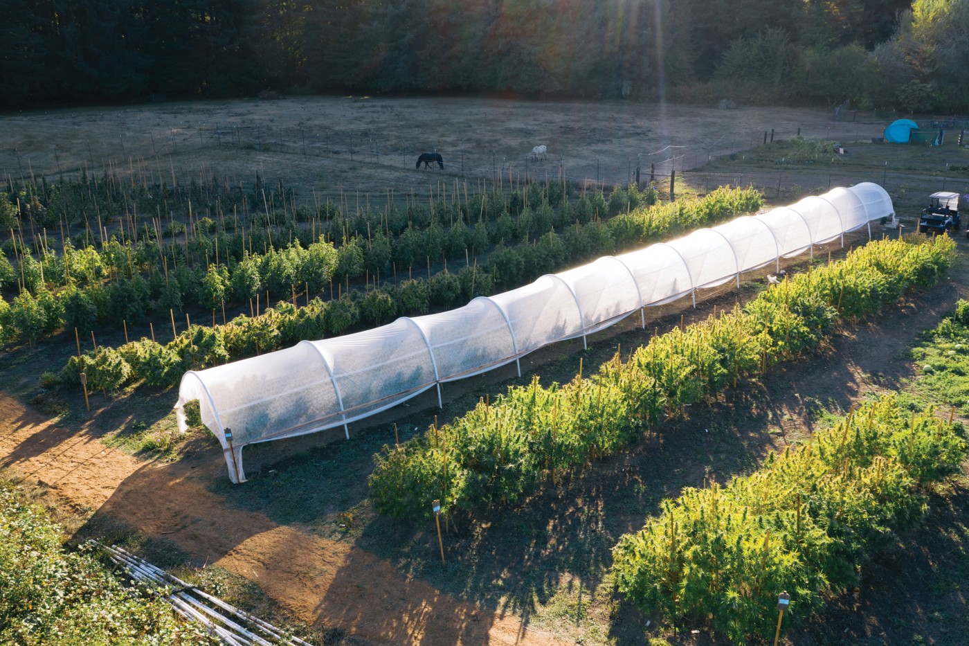 Sunboldt Farms