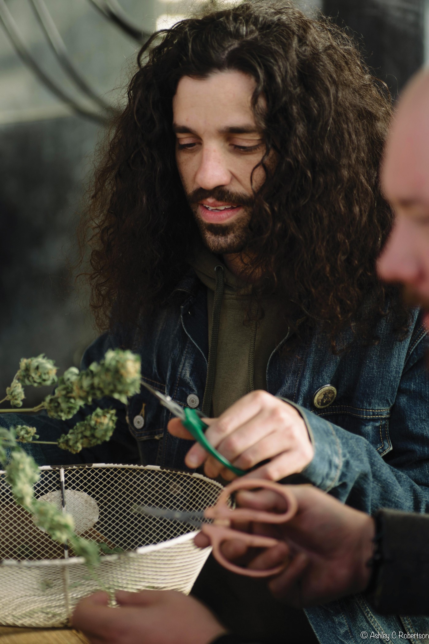Trimmers trimming Lowell Herb Co. flower