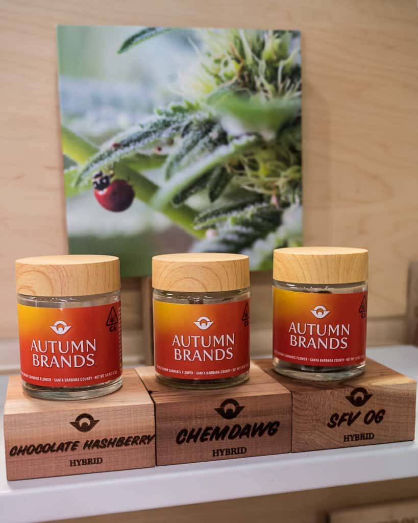 Hall-of-Flowers-Sept-2019-mg-magazine-cannabis-news-9560