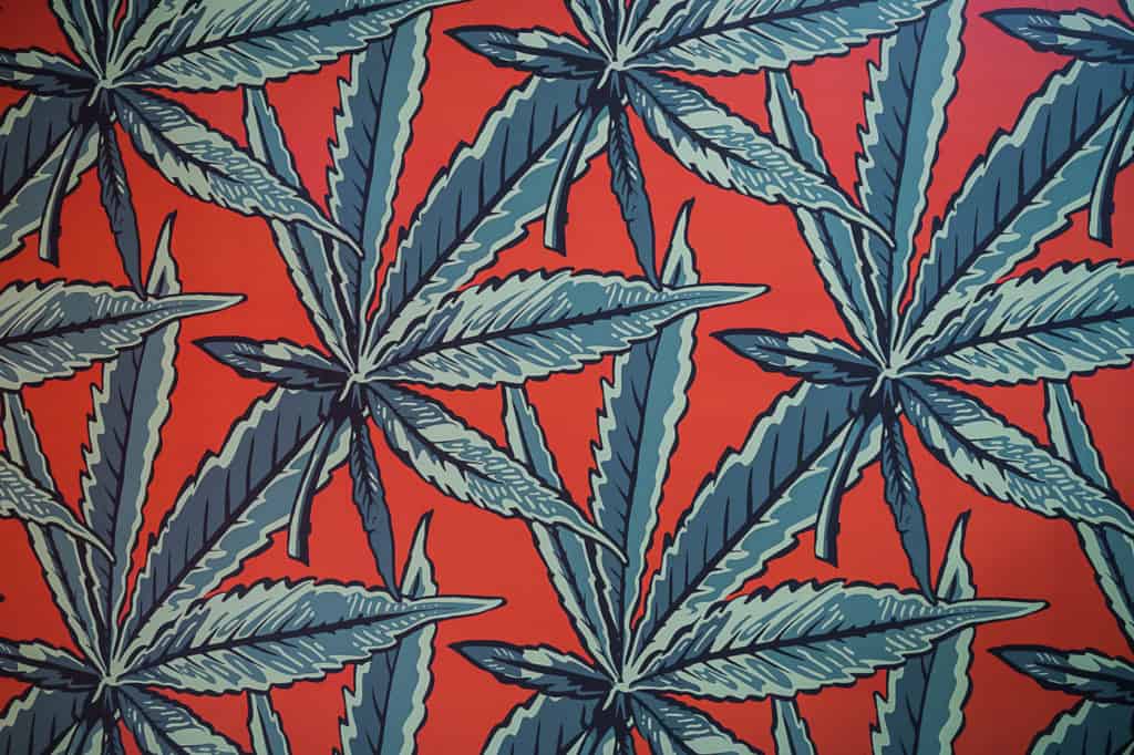 Hall-of-Flowers-Sept-2019-mg-magazine-cannabis-news-9652