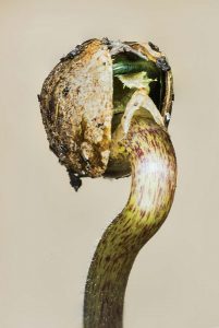Humboldt-Seed-Co-seedling-pic-by-Cannagraphics-mg-magazine-mgretailer Humboldt-Seed-Co-seedling-pic-by-Cannagraphics-mg-magazine-mgretailer