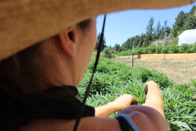 Lowell-Herb-Co-Fire-Flower-Farms-mg-magazine-mgretailer