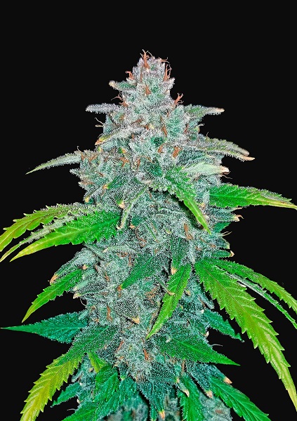Blue-Dream-Autoflowering-Strain-mg-Magazine-mgretailer