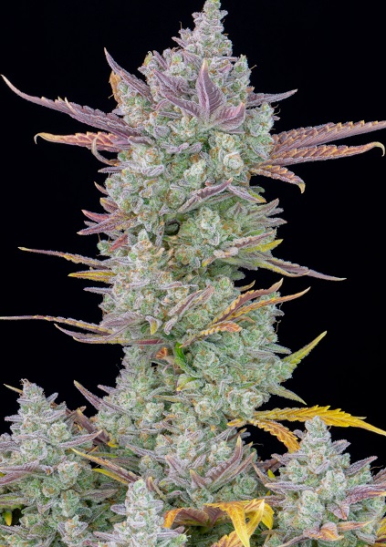Gorilla-Cookies-Autoflowering-Strain-mg-Magazine-mgretailer
