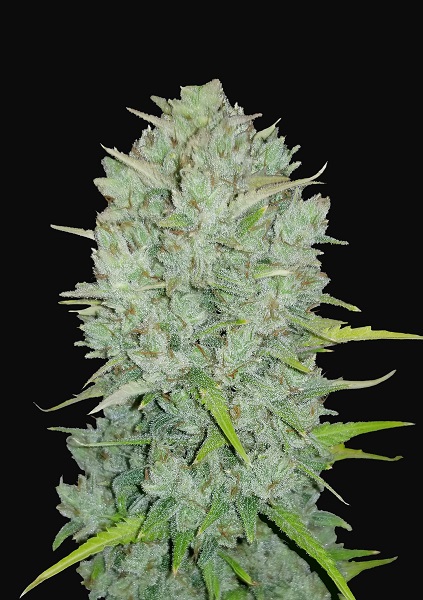 Northern-Lights-Autoflowering-Strain-mg-Magazine-mgretailer