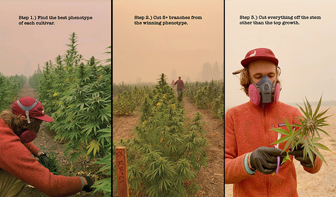 Up-in-Smoke-East-Fork-Cultivars-feature-cannabis-news-mg-Magazine-mgretailer