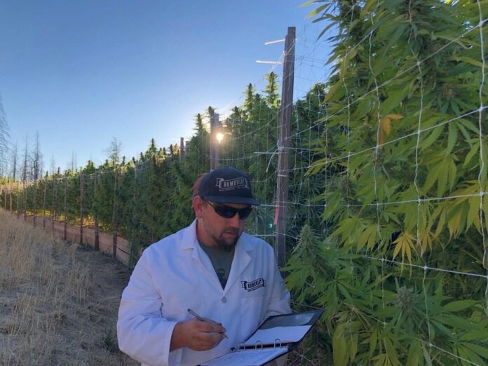 image2 Nathaniel Pennington, founder & CEO of Humboldt Seed Company evaluates Humboldt cannabis varieties in California's cannabis epicenter.