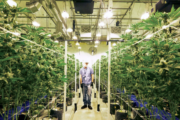 Caliva Cannabis Growing Room aisle mg Magazine mgretailer