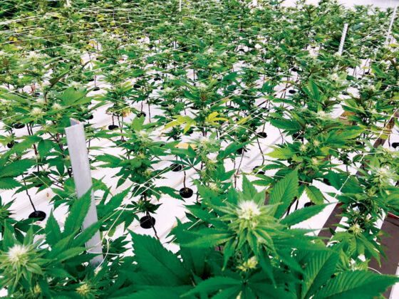 GrowSpan Fertigation cannabis indoor grow mg Magazine mgretailer