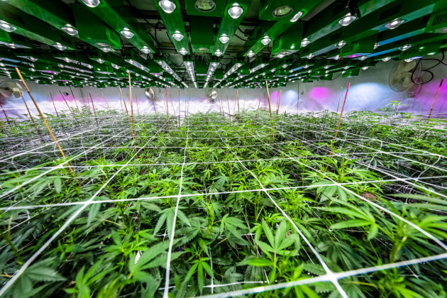 Outer Elements Photography cannabis indoor growing room mg Magazine mgretailer