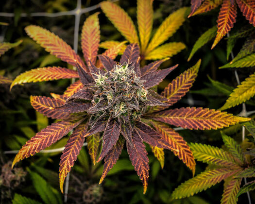 cannabis flower Bananaz (Photo: Mike Rosati)