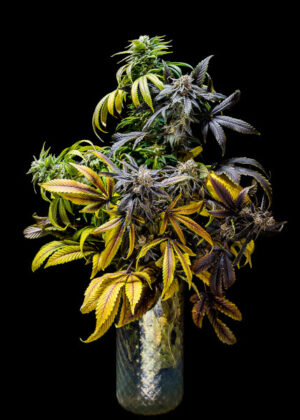 cannabis flower Dukes Candy Apple Illusion Cash OG (Photo: Mike Rosati)