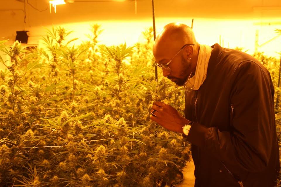 Tavarres King examines plants at Rowdy Wellness's grow facility.