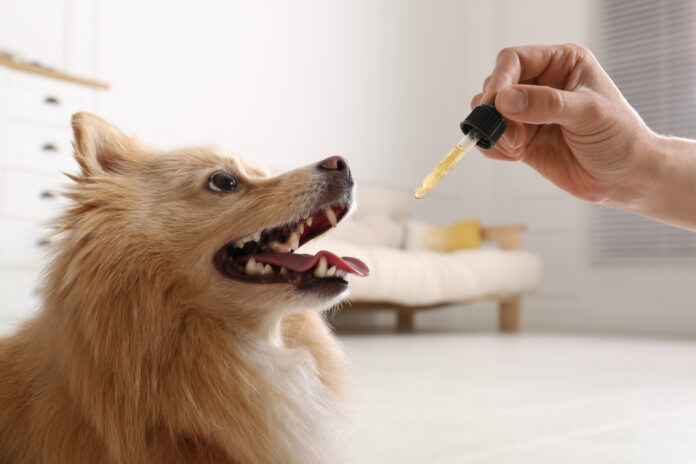 Cannabinoids for pets photo by New Africa mg Magazine
