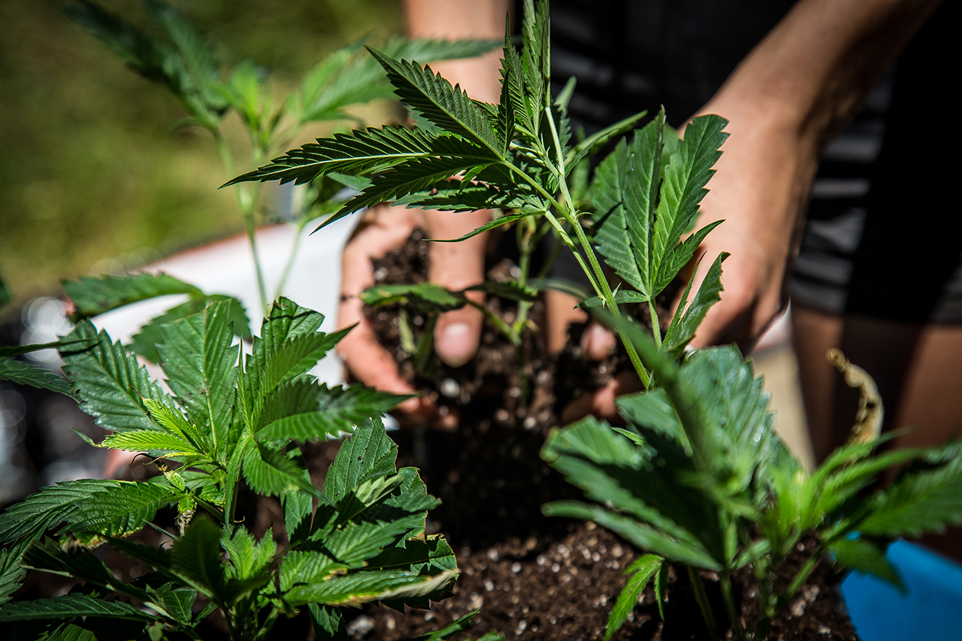 outdoor cannabis cultivation photo by Ryland zweifel mg Magazine