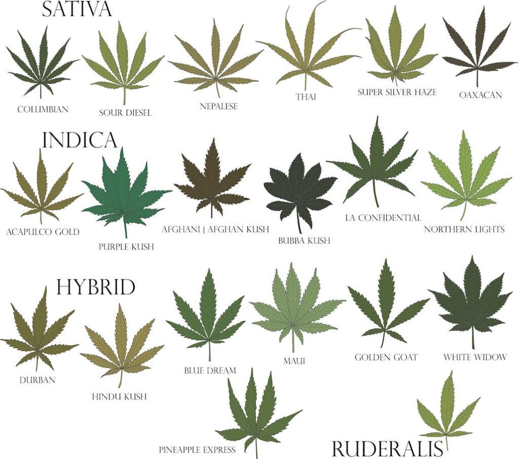 Indica, sativa, and ruderalis cannabis strains showing the different shapes and sizes