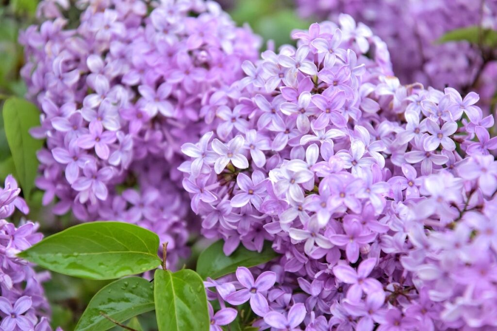 Purple and white lilac plan with green leaves