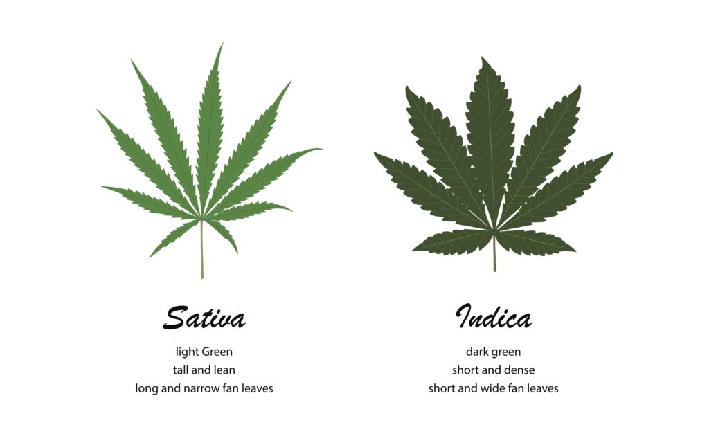 Sativa and Indica cannabis leaves showing the difference in shape and size