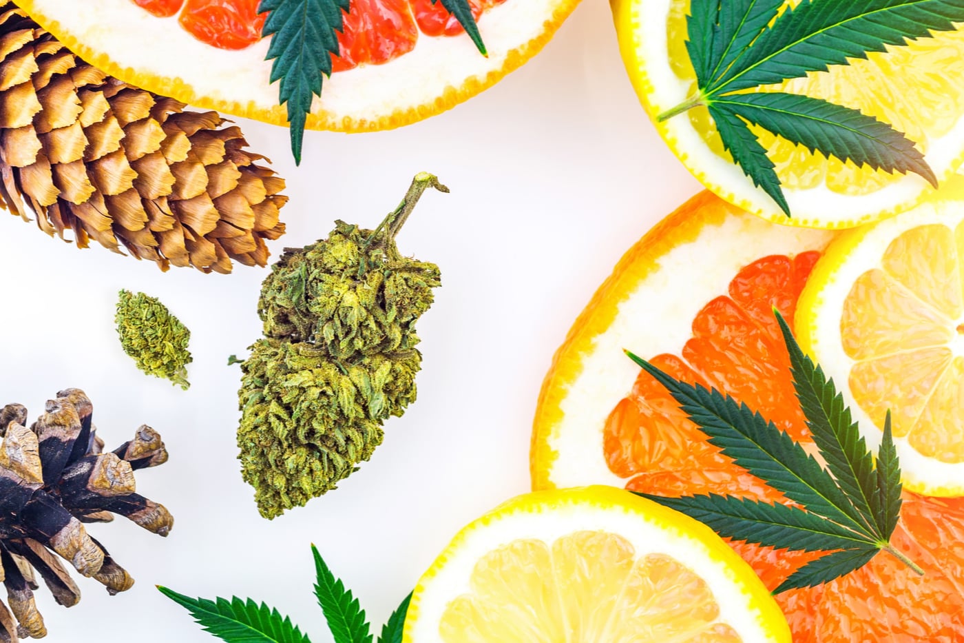 Are You Talking about Terpenes with Your Customers?