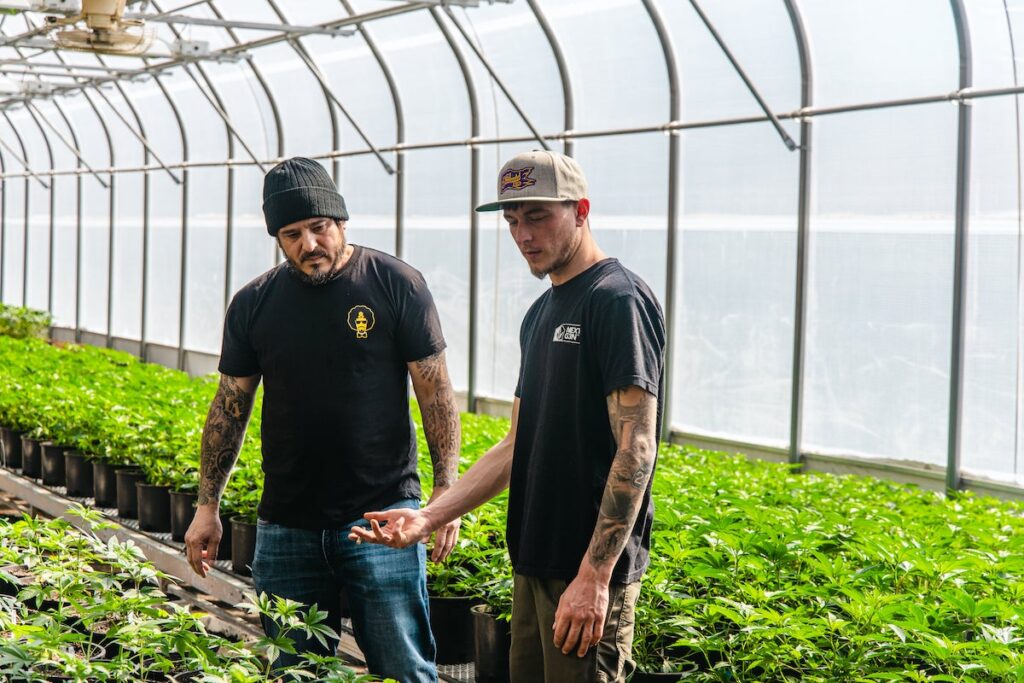 two men looking over a cannabis greenhouse