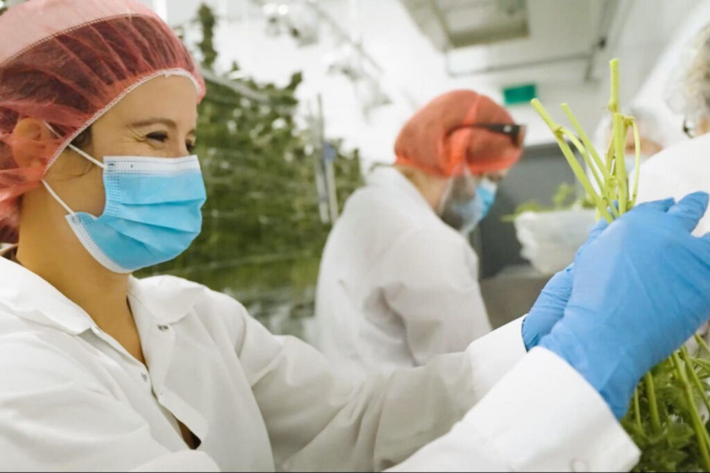 Mobious female cannabis cultivation worker